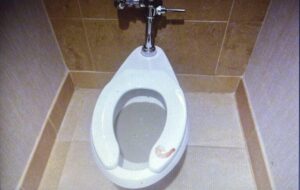 Toilet seat with a single shrimp on it